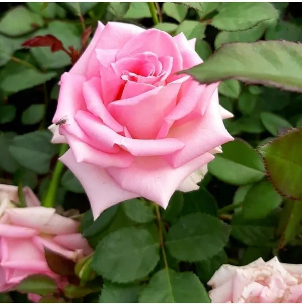 Rose_Plant_(Hybrid,_Pack_of_1)