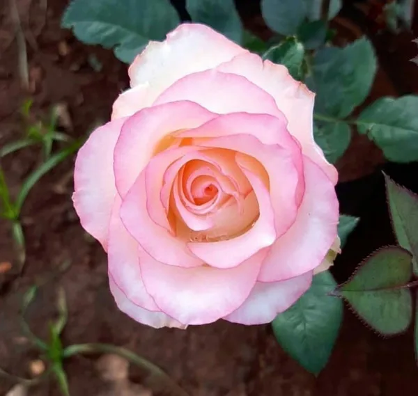 Rose_Plant_(Hybrid,_Pack_of_1)