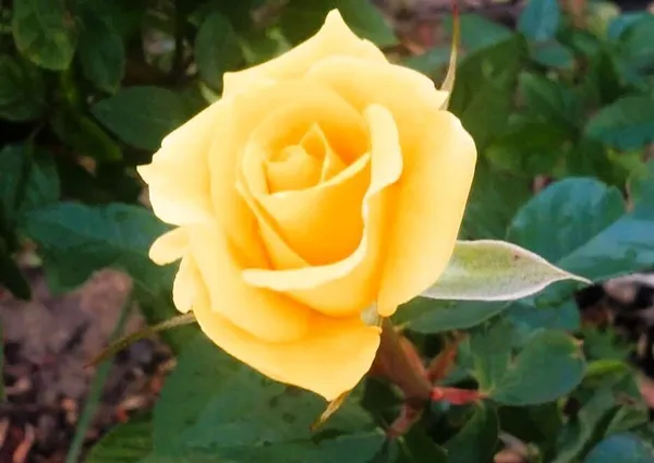 Rose_Plant_(Hybrid,_Pack_of_1)