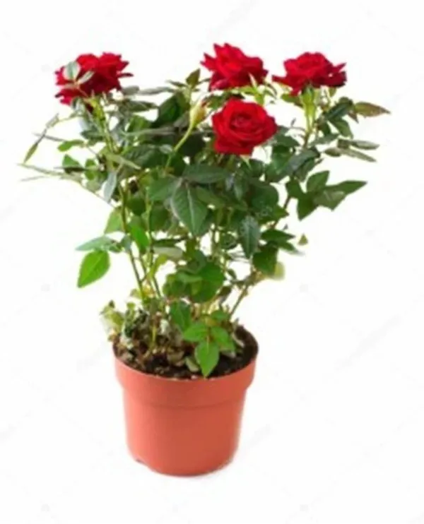 Rose_Plant_(Hybrid,_Pack_of_1)