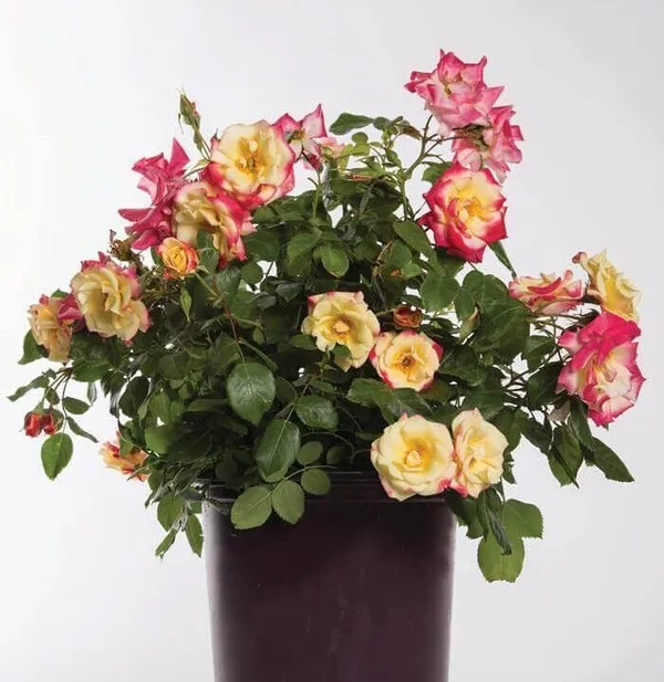 Rose_Plant_(Hybrid,_Pack_of_1)