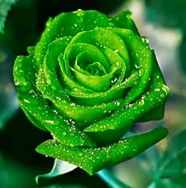Rose_Plant_(Hybrid,_Pack_of_1)