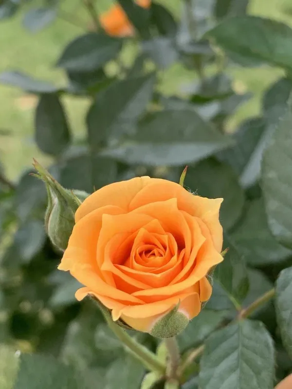 Rose_Plant_(Hybrid,_Pack_of_1)