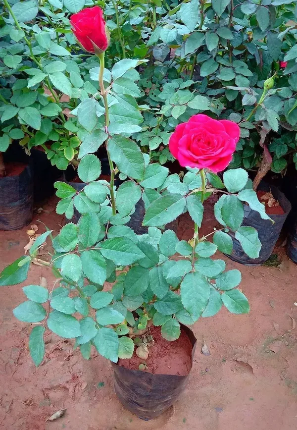 Rose_Plant_(Hybrid,_Pack_of_1)