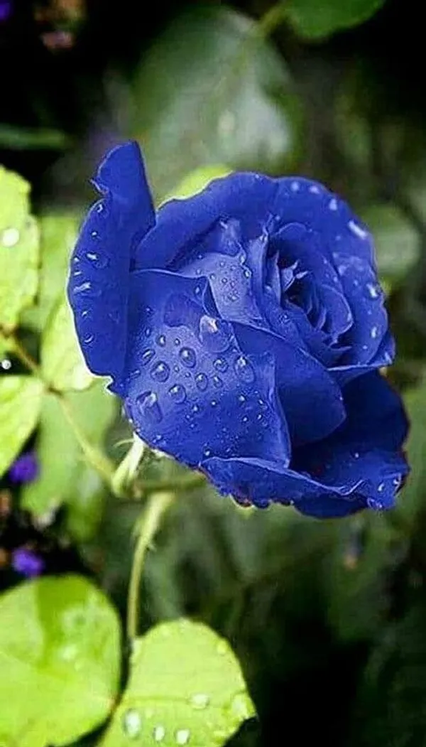 Baby_Sun_Rose_Plant_(Hybrid,_Pack_of_1)