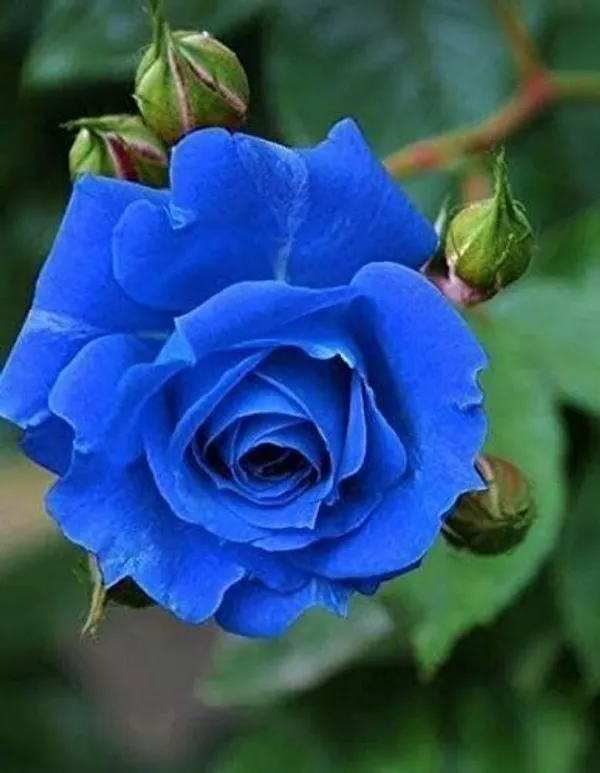 Baby_Sun_Rose_Plant_(Hybrid,_Pack_of_1)