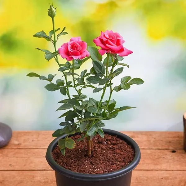 Rose_Plant_(Hybrid,_Pack_of_1)