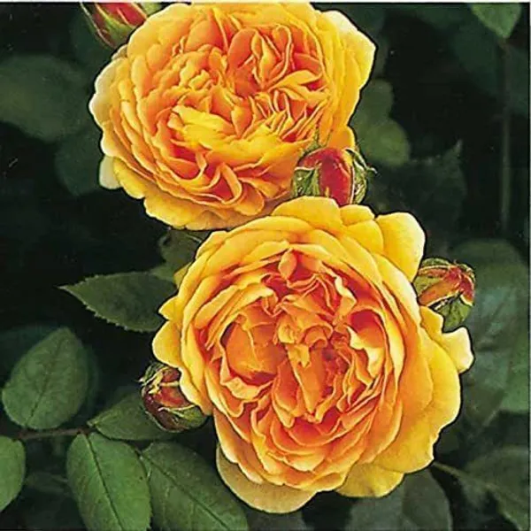 Rose_Plant_(Hybrid,_Pack_of_1)