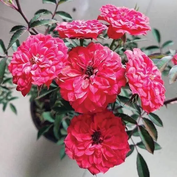 Rose_Plant_(Hybrid,_Pack_of_1)