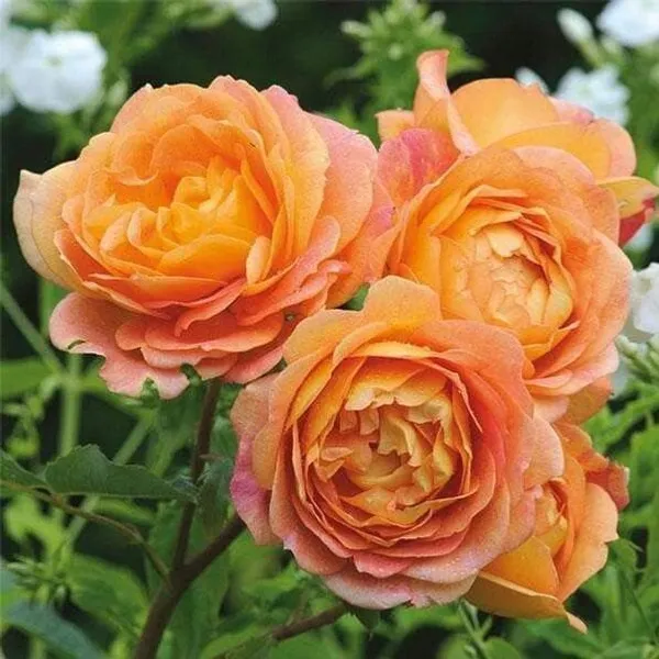 Rose_Plant_(Hybrid,_Pack_of_1)