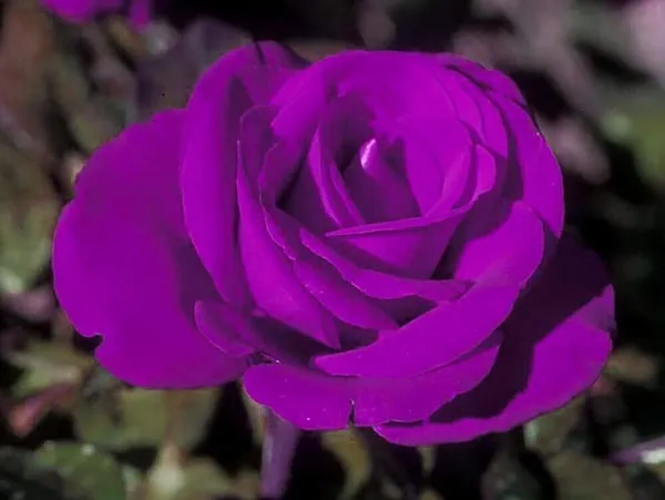 Rose_Plant_(Hybrid,_Pack_of_1)