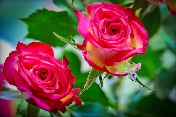 Rose_Plant_(Hybrid,_Pack_of_1)