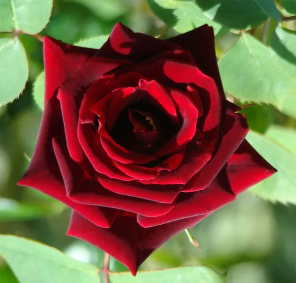 Rose_Plant_(Hybrid,_Pack_of_1)