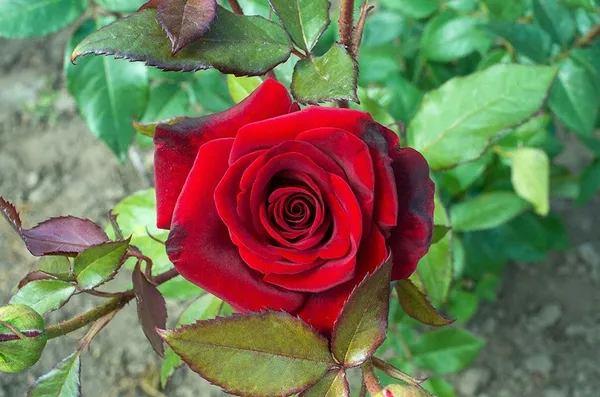 Rose_Plant_(Hybrid,_Pack_of_1)