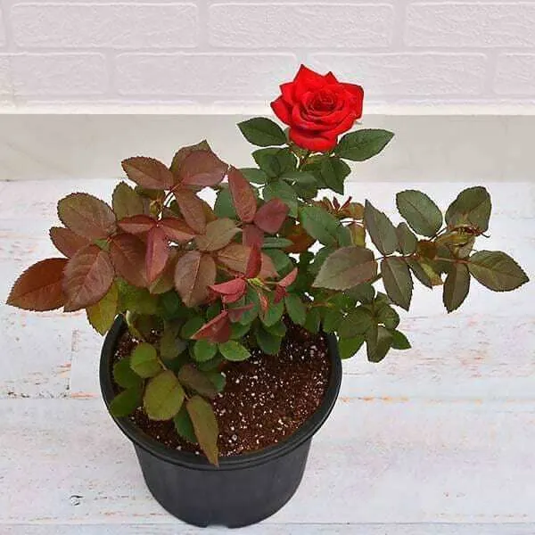 Rose_Plant_(Hybrid,_Pack_of_1)