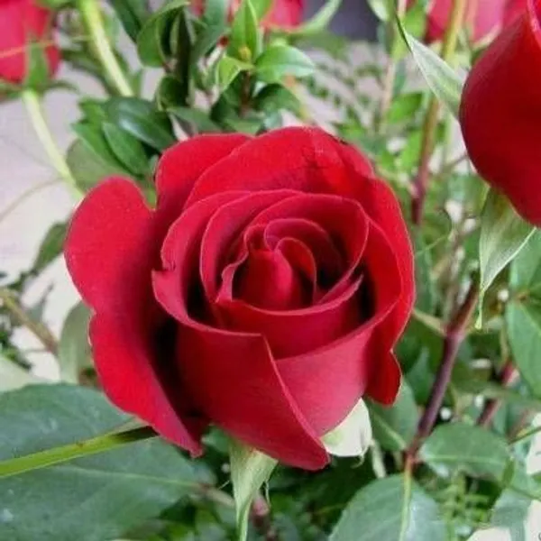 Rose_Plant_(Hybrid,_Pack_of_1)