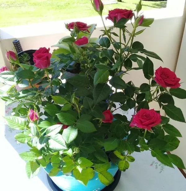 Rose_Plant_(Hybrid,_Pack_of_1)