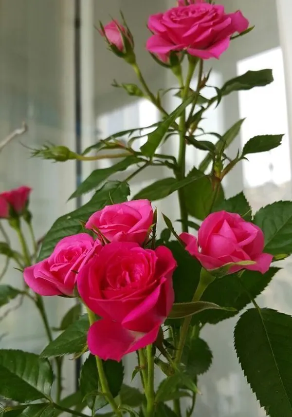 Rose_Plant_(Hybrid,_Pack_of_1)