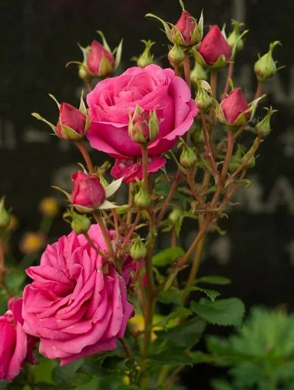 Rose_Plant_(Hybrid,_Pack_of_1)
