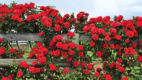 Rose_Plant_(Hybrid,_Pack_of_1)