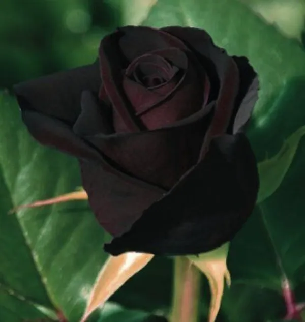 Rose_Plant_(Hybrid,_Pack_of_1)