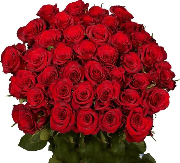 Rose_Plant_(Hybrid,_Pack_of_1)