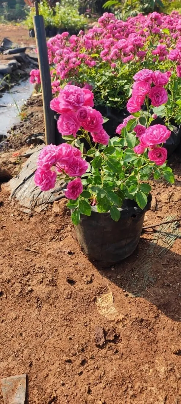 Rose_Plant_(Hybrid,_Pack_of_1)