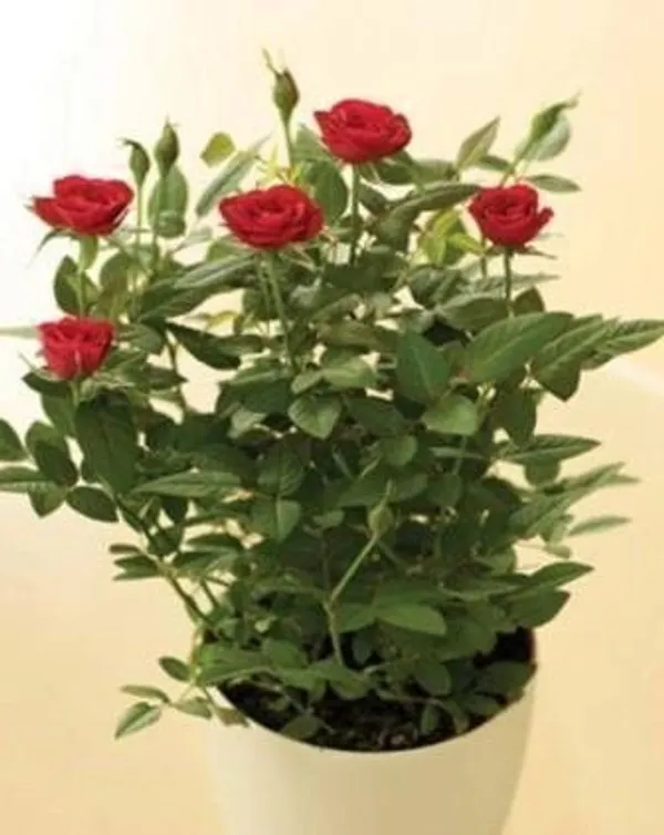 Rose_Plant_(Hybrid,_Pack_of_1)