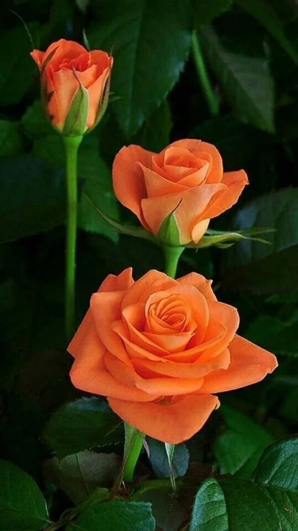 Rose_Plant_(Hybrid,_Pack_of_1)