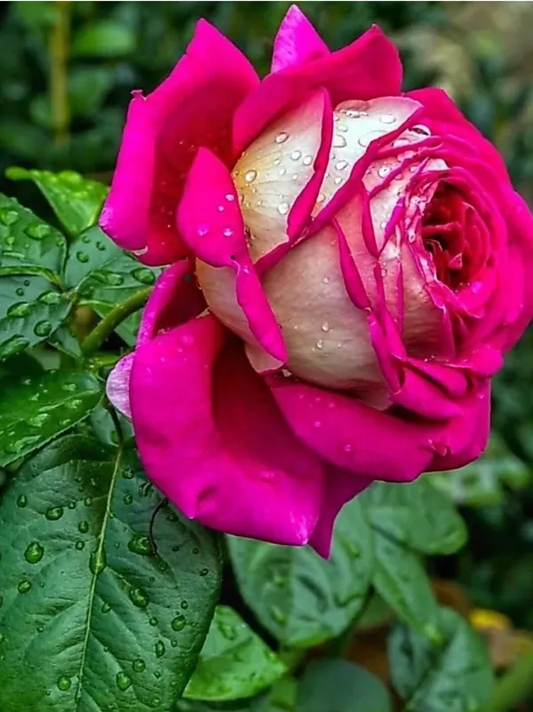 Rose_Plant_(Hybrid,_Pack_of_1)