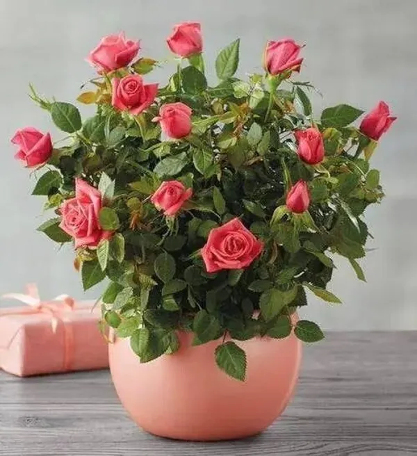 Rose_Plant_(Hybrid,_Pack_of_1)