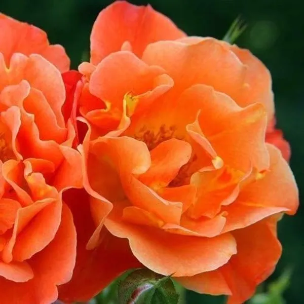 Miniature_Rose_Plant_(Hybrid,_Pack_of_1)
