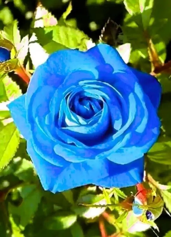 Rose_Plant_(Hybrid,_Pack_of_1)