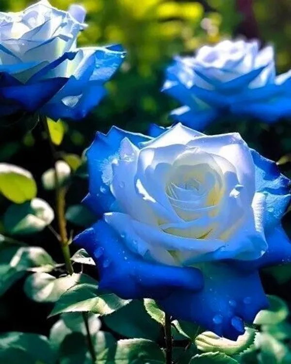 Rose_Plant_(Hybrid,_Pack_of_1)