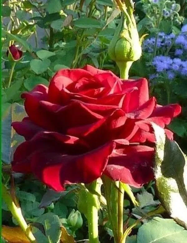 Rose_Plant_(Hybrid,_Pack_of_1)