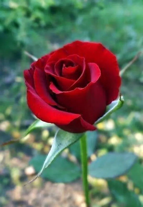 Rose_Plant_(Hybrid,_Pack_of_1)
