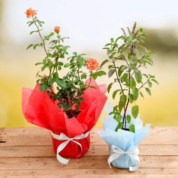 Rose_Plant_(Hybrid,_Pack_of_1)