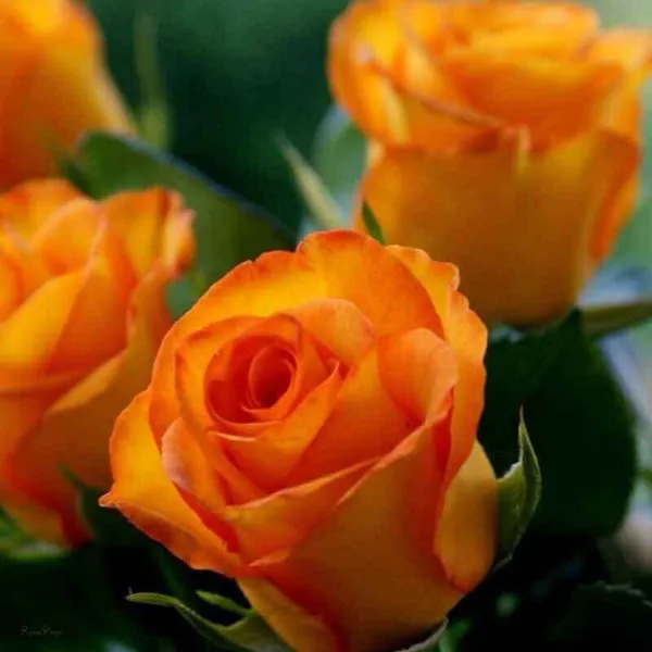 Rose_Plant_(Hybrid,_Pack_of_1)