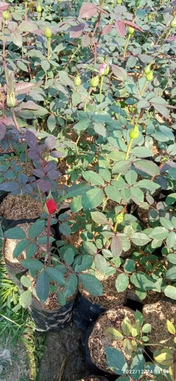 Rose_Plant_(Hybrid,_Pack_of_1)