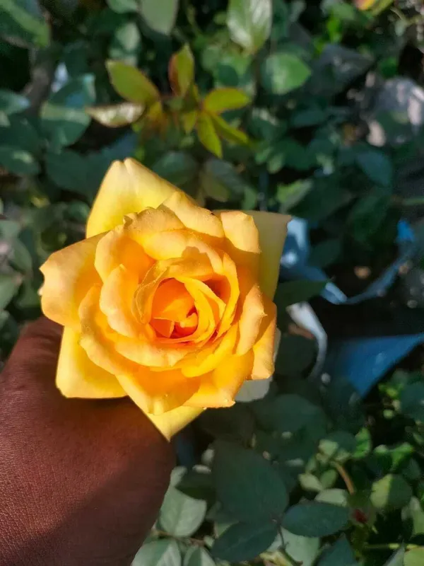 Rose_Plant_(Hybrid,_Pack_of_1)