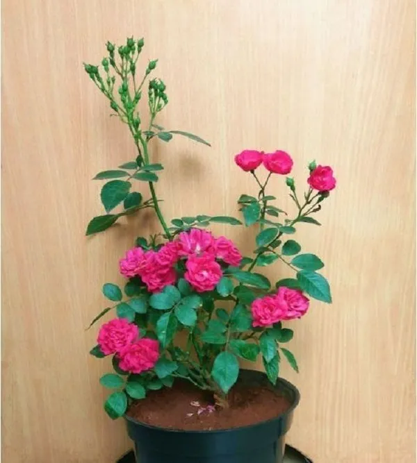 Rose_Plant_(Hybrid,_Pack_of_1)