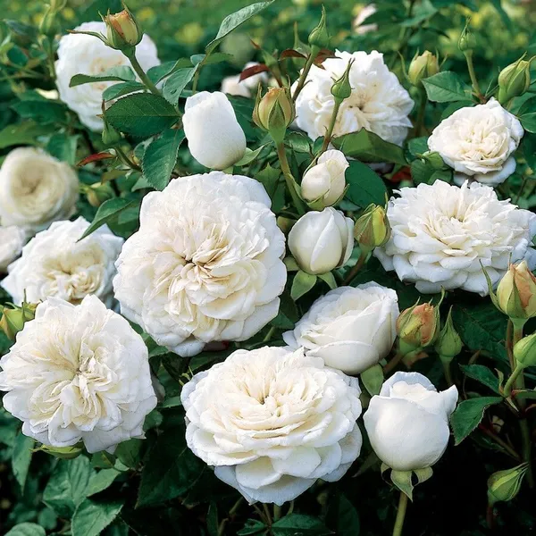 Rose_Plant_(Hybrid,_Pack_of_1)