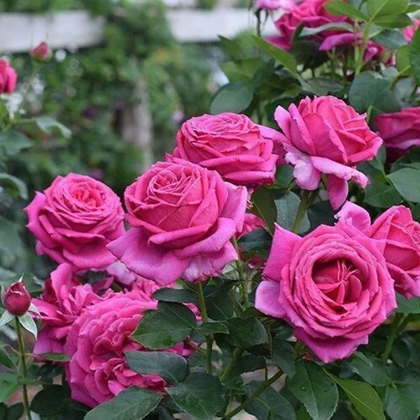 Rose_Plant_(Hybrid,_Pack_of_1)
