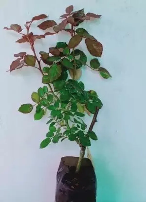Rose_Plant_(Hybrid,_Pack_of_1)