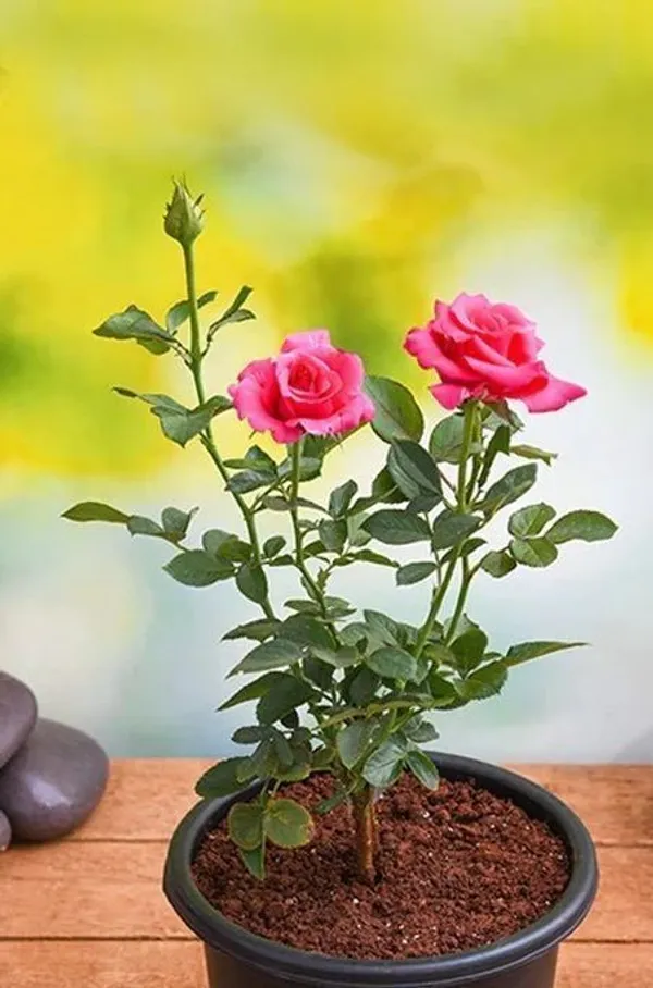 Rose_Plant_(Hybrid,_Pack_of_1)