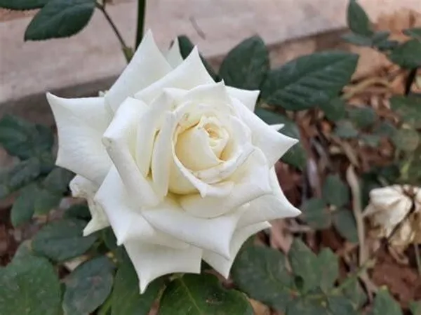 Rose_Plant_(Hybrid,_Pack_of_1)