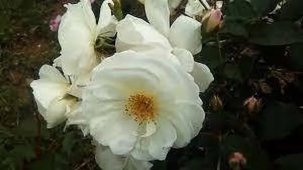 Rose_Plant_(Hybrid,_Pack_of_1)