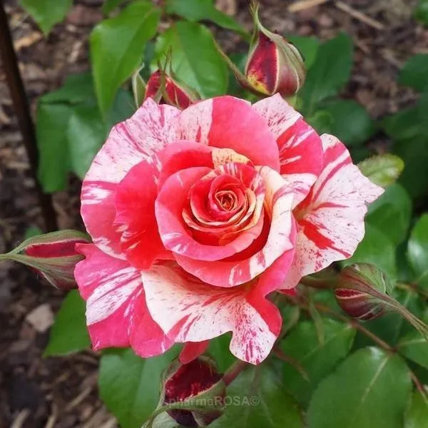 Rose_Plant_(Hybrid,_Pack_of_1)