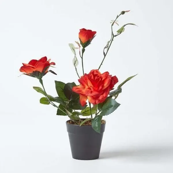 Rose_Plant_(Hybrid,_Pack_of_1)