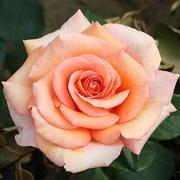 Rose_Plant_(Hybrid,_Pack_of_1)